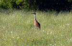 Sandhill Crane